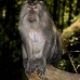 monkey_macaque_balinese_mf_ubud_v_1500_bal5221.jpg